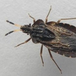Aradus distinctus